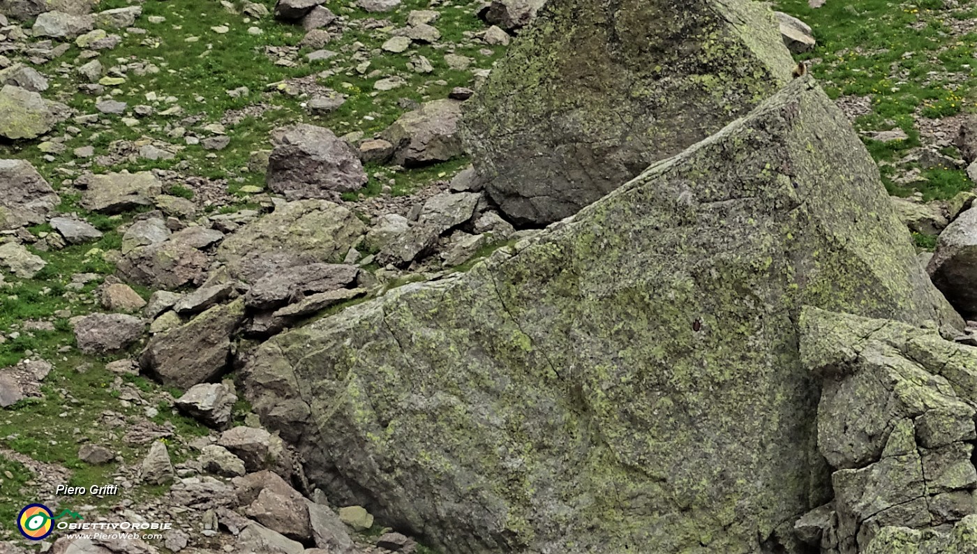 45 Io, marmotta al maxi-zoom, sto sicura sulla cima del macigno !.JPG